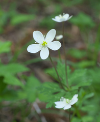 Anemonastrum flaccidum