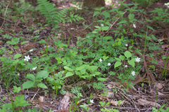 Anemonastrum flaccidum