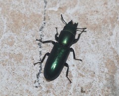 Temnoscheila acuta