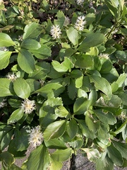 Pachysandra