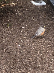 Turdus migratorius
