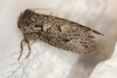 Acrolophus arcanella