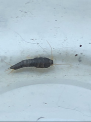 Lepisma