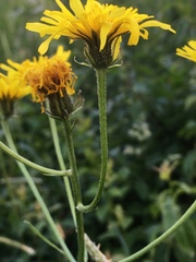 Crepis