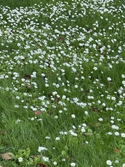 Bellis perennis