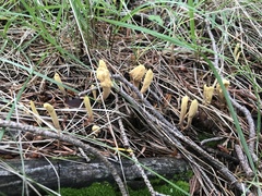 Clavariadelphus sachalinensis