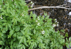 Cardamine appendiculata