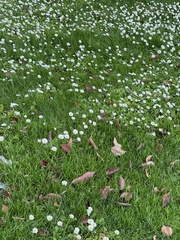 Bellis perennis