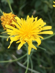 Crepis