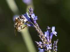 Eucera gracilipes