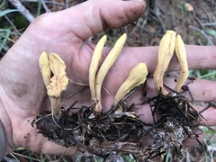 Clavariadelphus sachalinensis