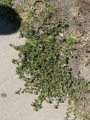 Polygonum arenastrum