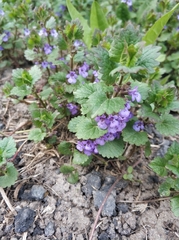 Glechoma hederacea