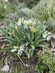 Pancratium illyricum