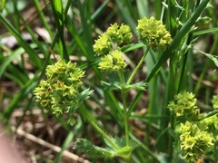 Alchemilla glaucescens