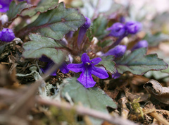 Ajuga makinoi
