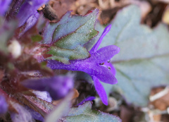 Ajuga makinoi
