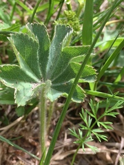 Alchemilla glaucescens