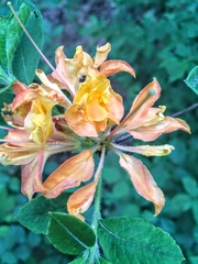 Rhododendron calendulaceum