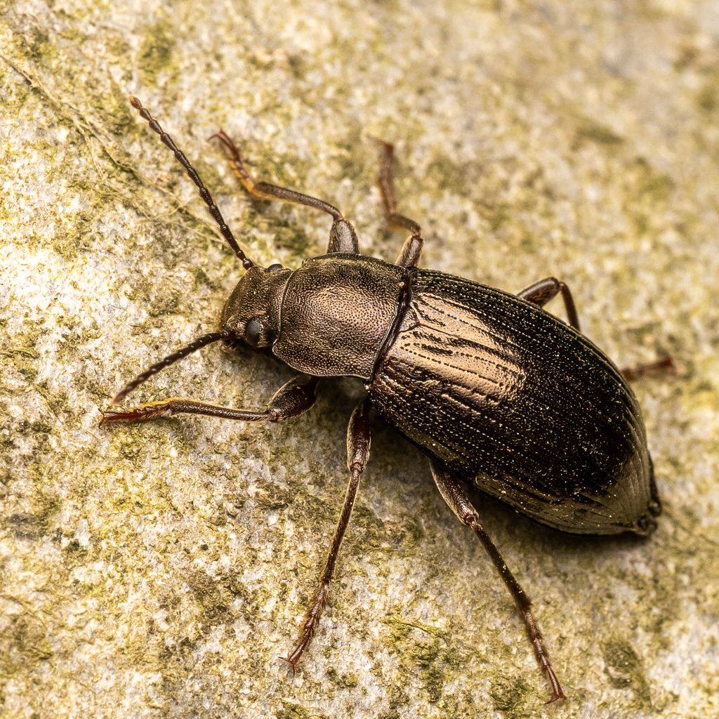 Stenomax aeneus