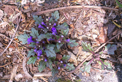 Ajuga makinoi