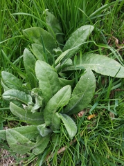 Cirsium arvense