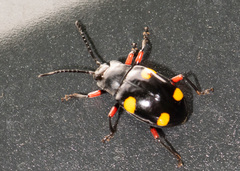 Eumorphus quadriguttatus