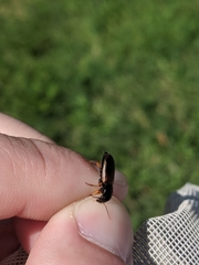 Anisodactylus sanctaecrucis