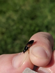 Anisodactylus sanctaecrucis