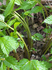 Elatostema involucratum