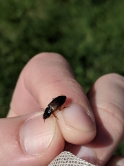 Anisodactylus sanctaecrucis