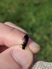 Anisodactylus sanctaecrucis