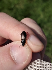 Anisodactylus sanctaecrucis