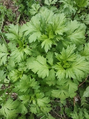 Artemisia vulgaris
