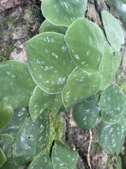 Monstera tuberculata