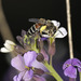 Andrena savignyi - Photo (c) djbich,  זכויות יוצרים חלקיות (CC BY-NC)