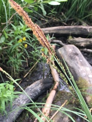Carex riparia