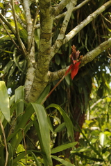 Aechmea tillandsioides