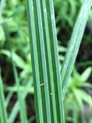 Carex riparia