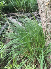 Carex riparia