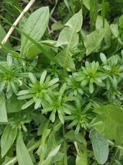 Galium mollugo