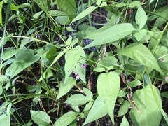 Solanum dulcamara