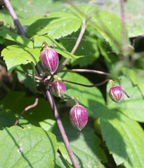 Clematis japonica