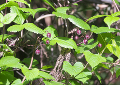 Clematis japonica