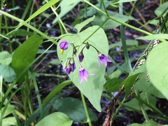 Solanum dulcamara
