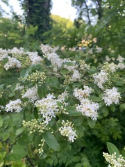 Ligustrum sinense