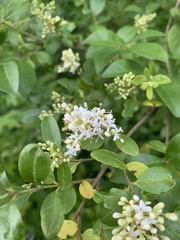 Ligustrum sinense