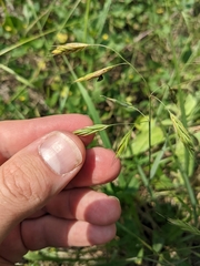 Bromus texensis