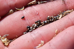 Glandularia tumidula