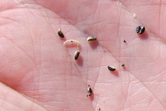 Glandularia tumidula